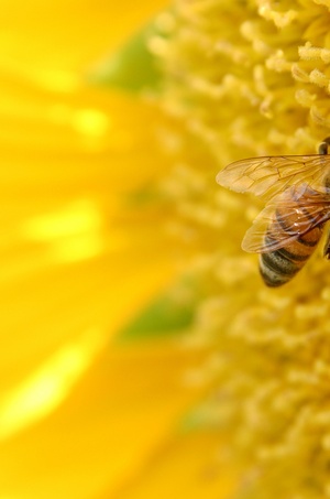 Пчелиный труд